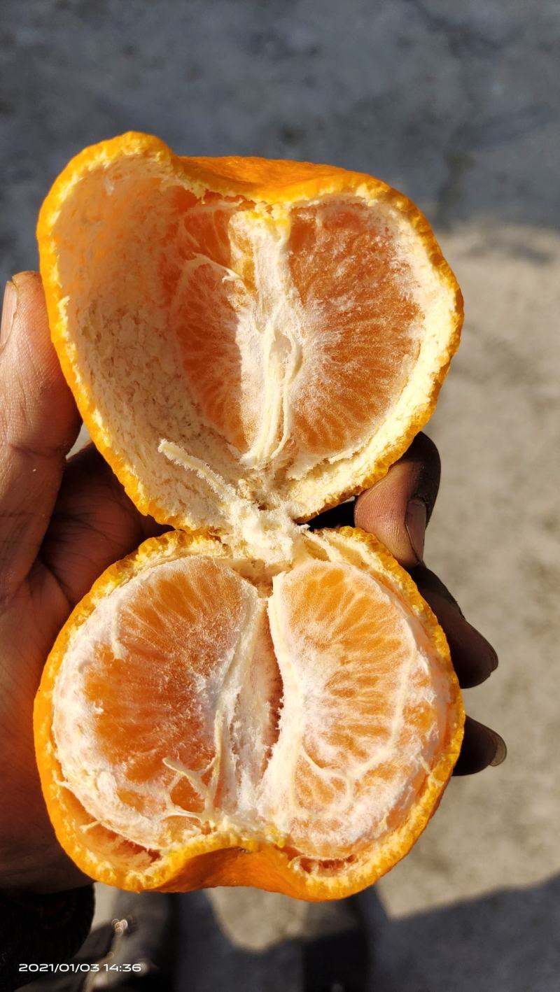 湖南湘西椪柑，个大味甜水份足口感甜易化渣，颜色红
