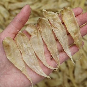 鱼胶干货批发豆仁胶缅甸深海鱼胶腥味淡胶原蛋白花胶滋补好质