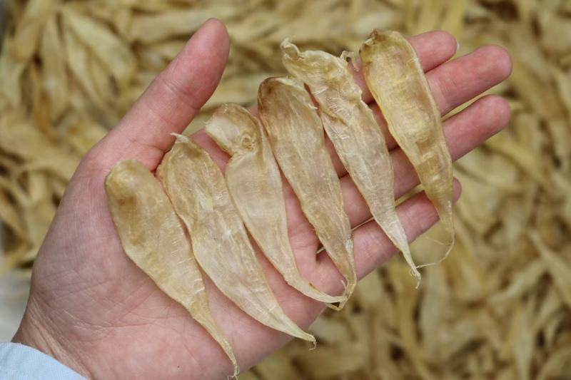 鱼胶干货批发豆仁胶缅甸深海鱼胶腥味淡胶原蛋白花胶滋补好质