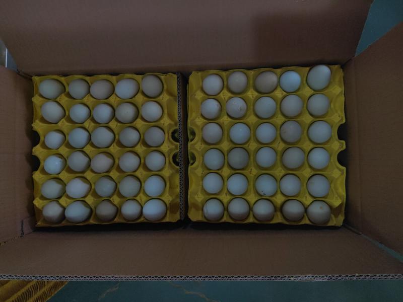 精品绿壳蛋大中小码。480枚