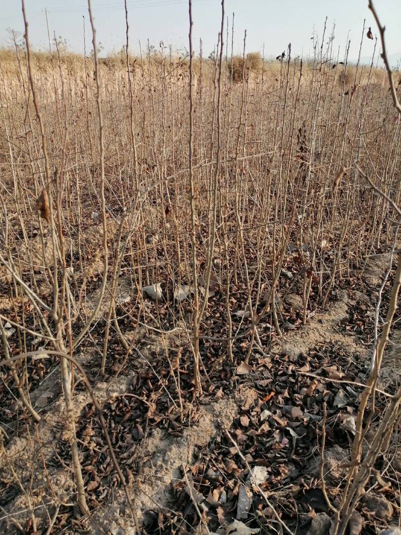 杜梨苗，一年杜梨苗，二年杜梨苗，0.3起杜梨苗，质优价廉