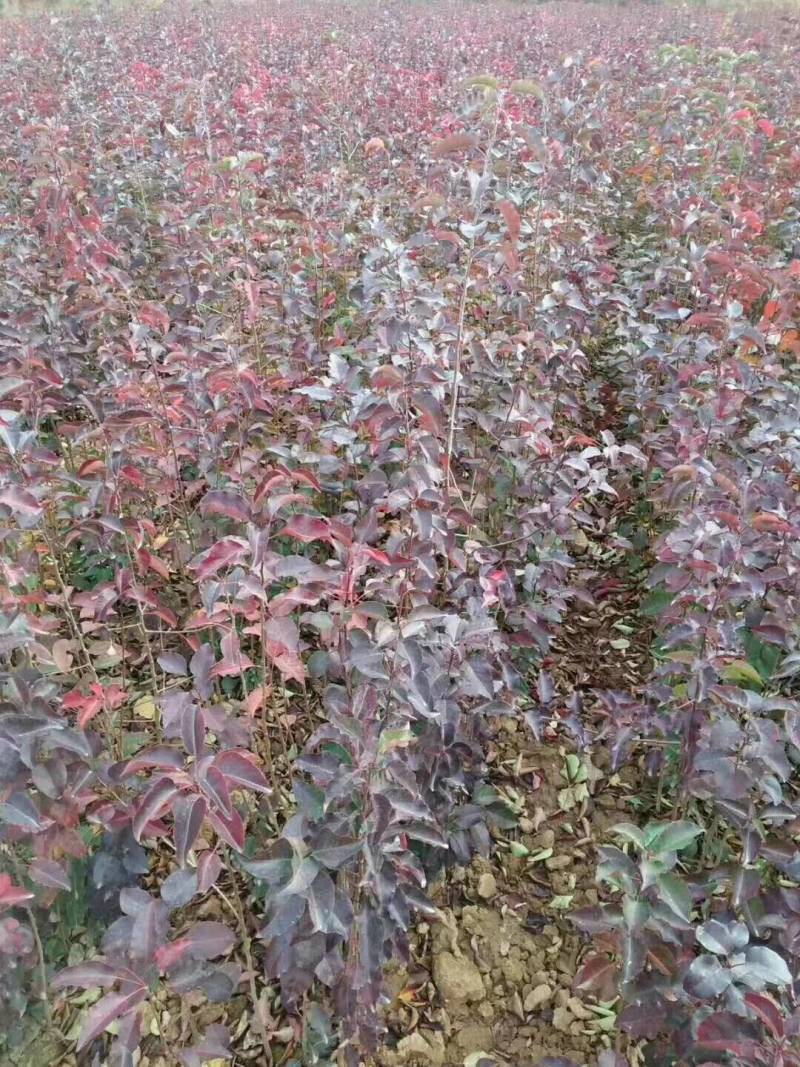 杜梨苗，一年杜梨苗，二年杜梨苗，0.3起杜梨苗，质优价廉