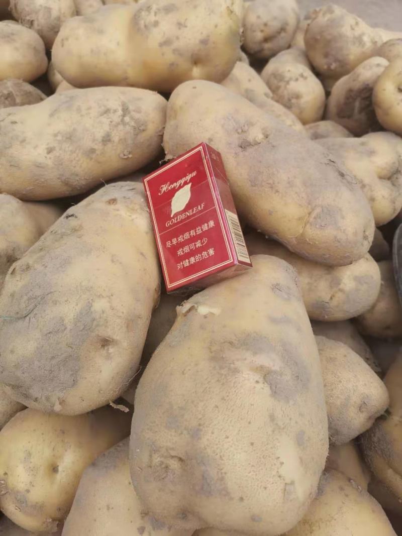 土豆质量好价格优欢迎老板前来订