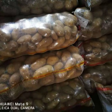 土豆质量好价格优欢迎老板前来订
