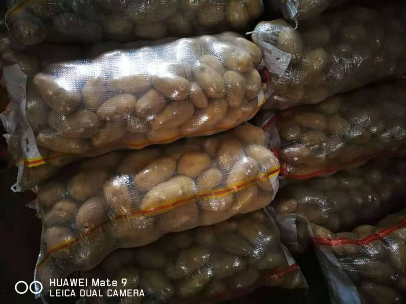 土豆质量好价格优欢迎老板前来订