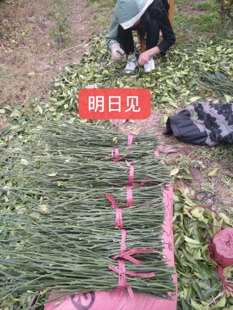 出售各类柑橘枝条……