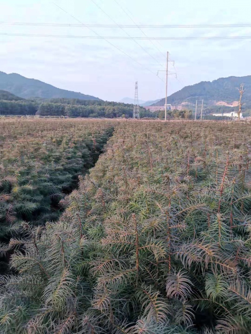 35到70公分一年生杉树苗