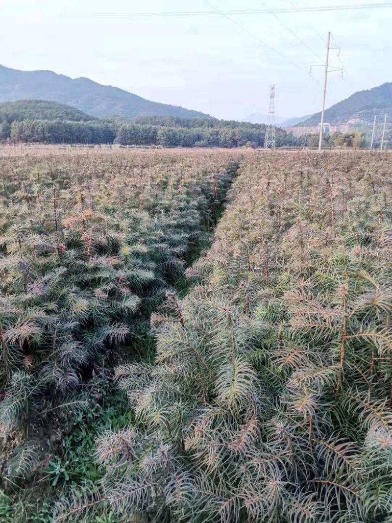 35到70公分一年生杉树苗