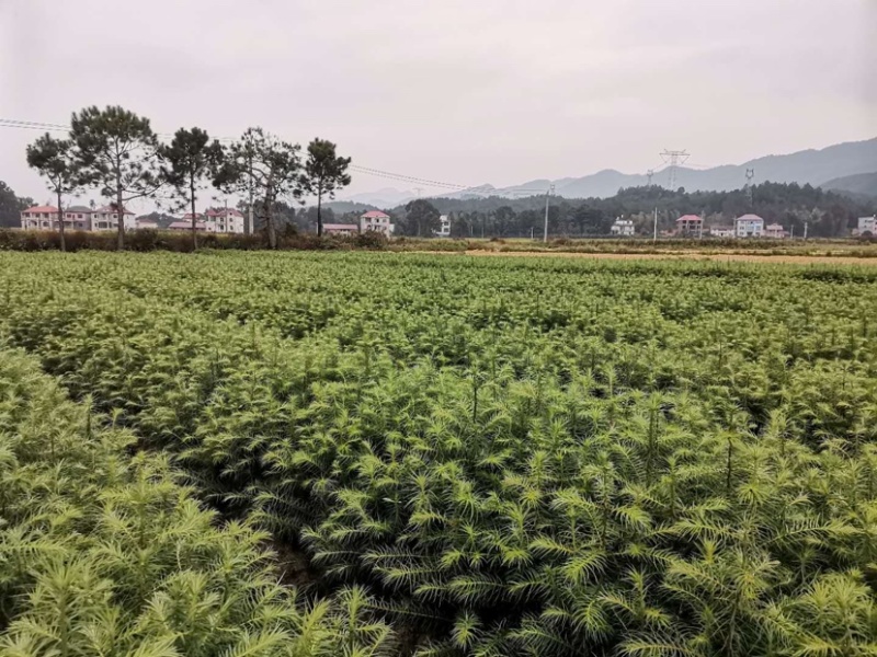 35到70公分一年生杉树苗