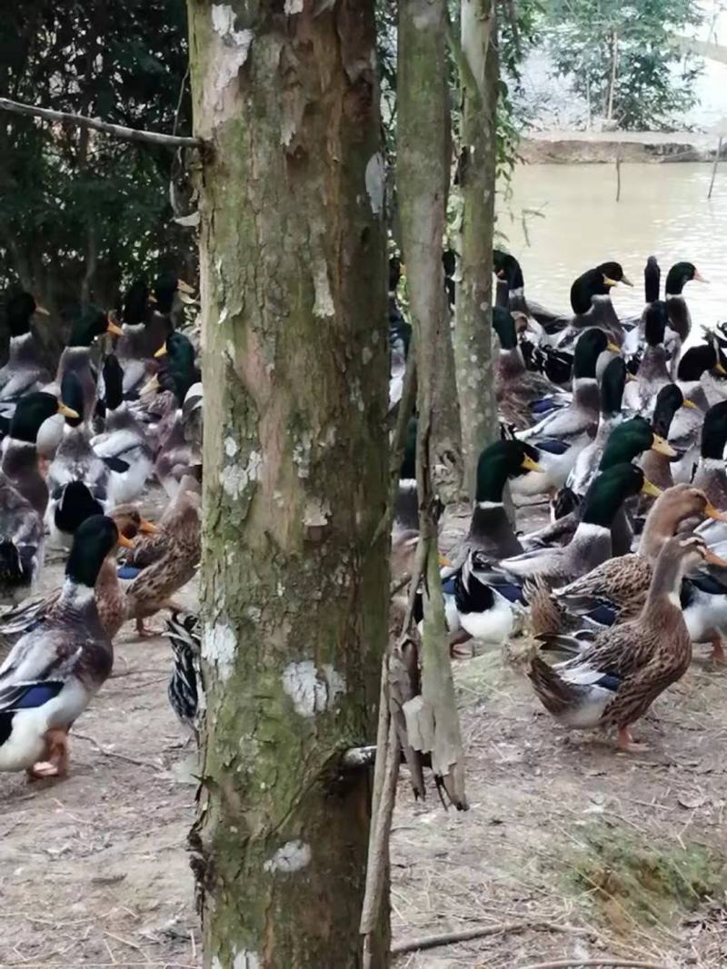 老水玉米青头鸭出售有需要的老板可以联系我