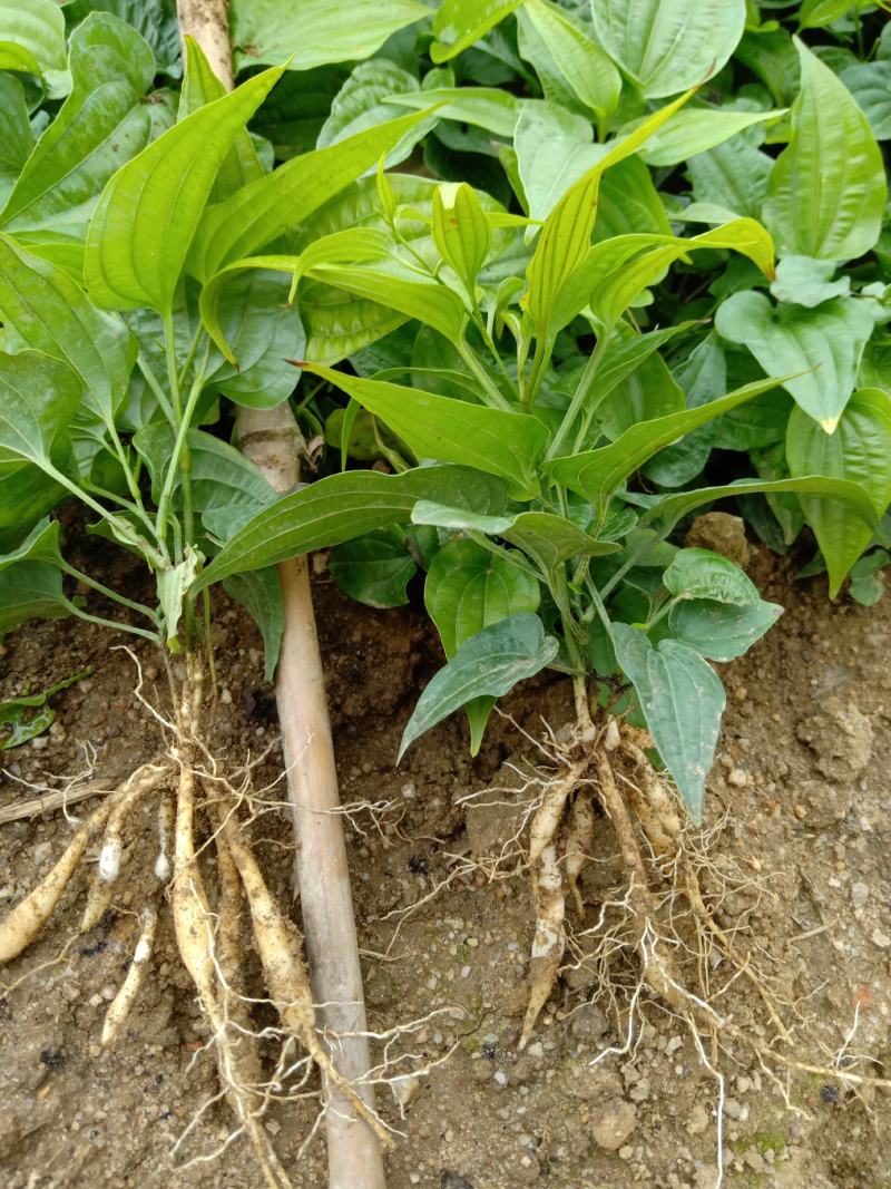 中药材百部种子苗种植产量高