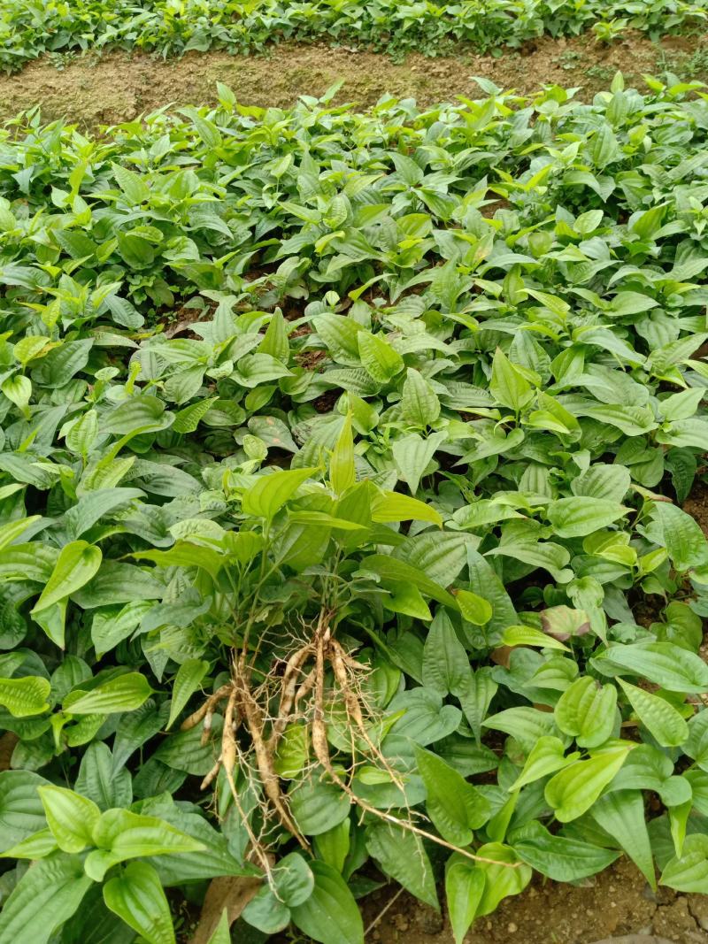 中药材百部种子苗种植产量高