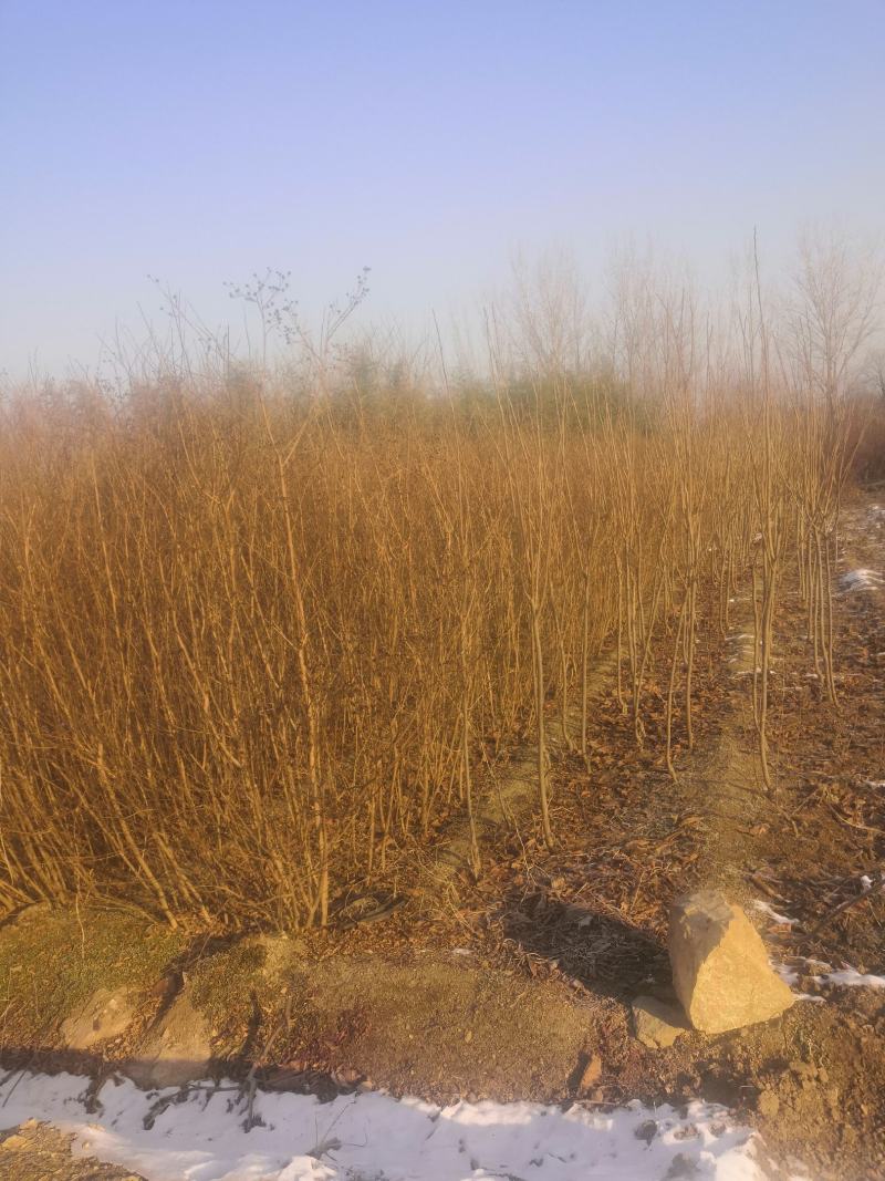 紫薇树苗价格百日红树苗3公分紫薇树优质绿化苗