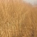 紫薇树苗价格百日红树苗3公分紫薇树优质绿化苗