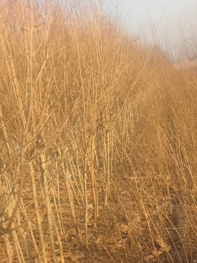 紫薇树苗价格百日红树苗3公分紫薇树优质绿化苗