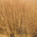 紫薇树苗价格百日红树苗3公分紫薇树优质绿化苗