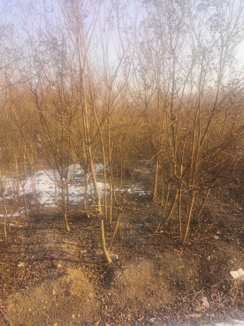 紫薇树苗价格百日红树苗3公分紫薇树优质绿化苗