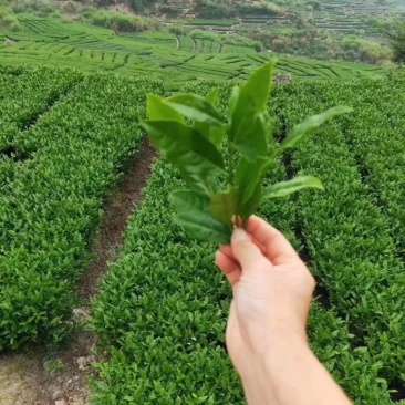 茶叶，福建茶叶，茶叶样品，铁观音，正山小种，大红袍等