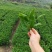茶叶，福建茶叶，茶叶样品，铁观音，正山小种，大红袍等