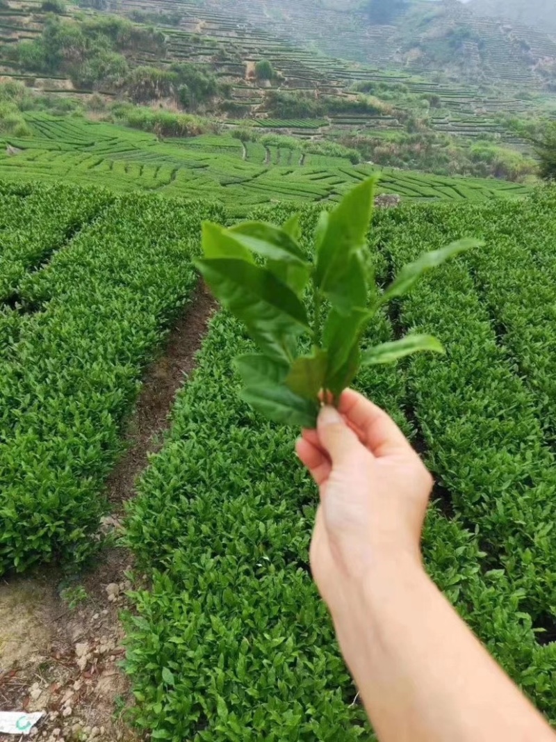 茶叶，福建茶叶，茶叶样品，铁观音，正山小种，大红袍等