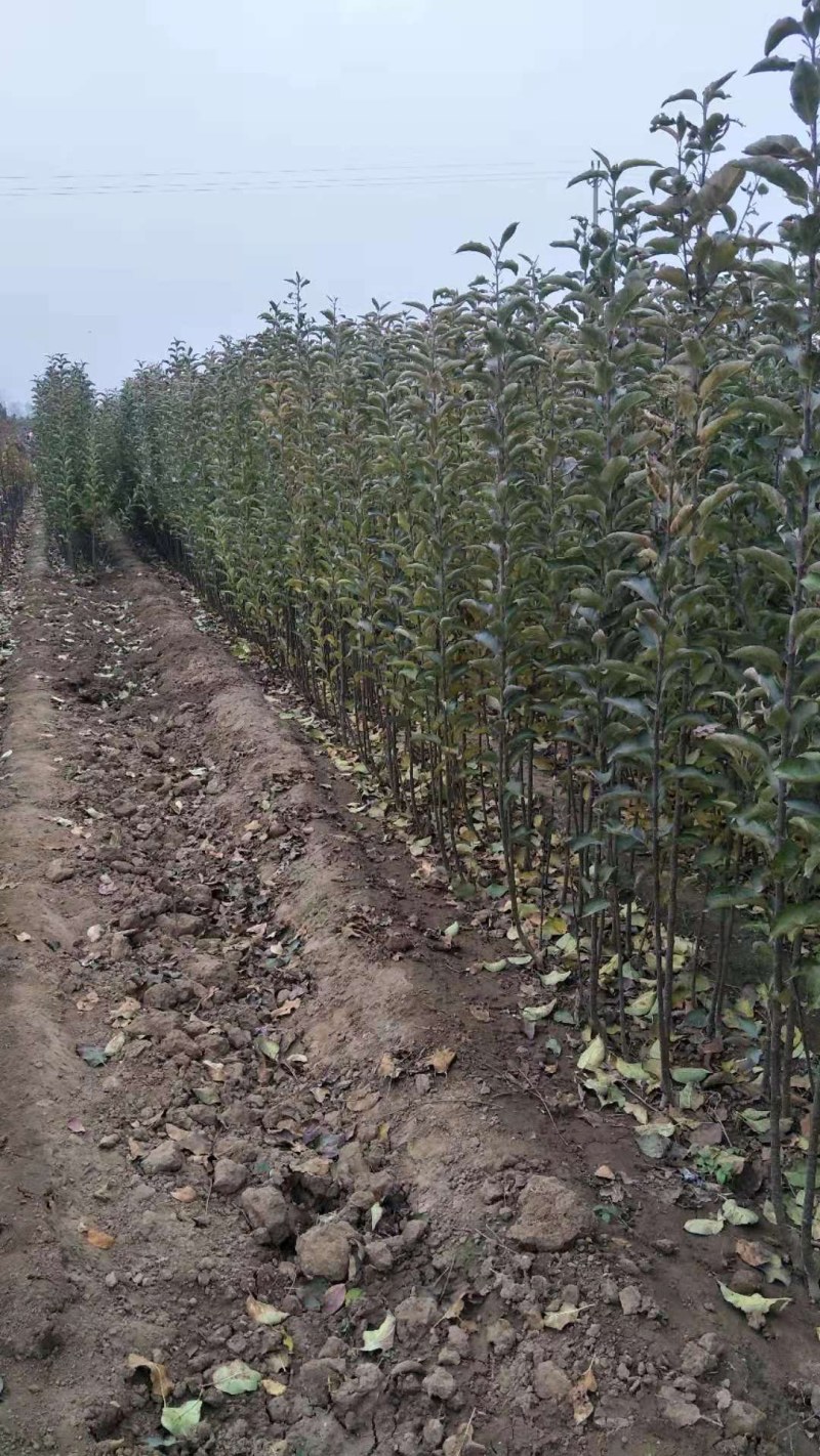 富士苹果树，品种苹果树