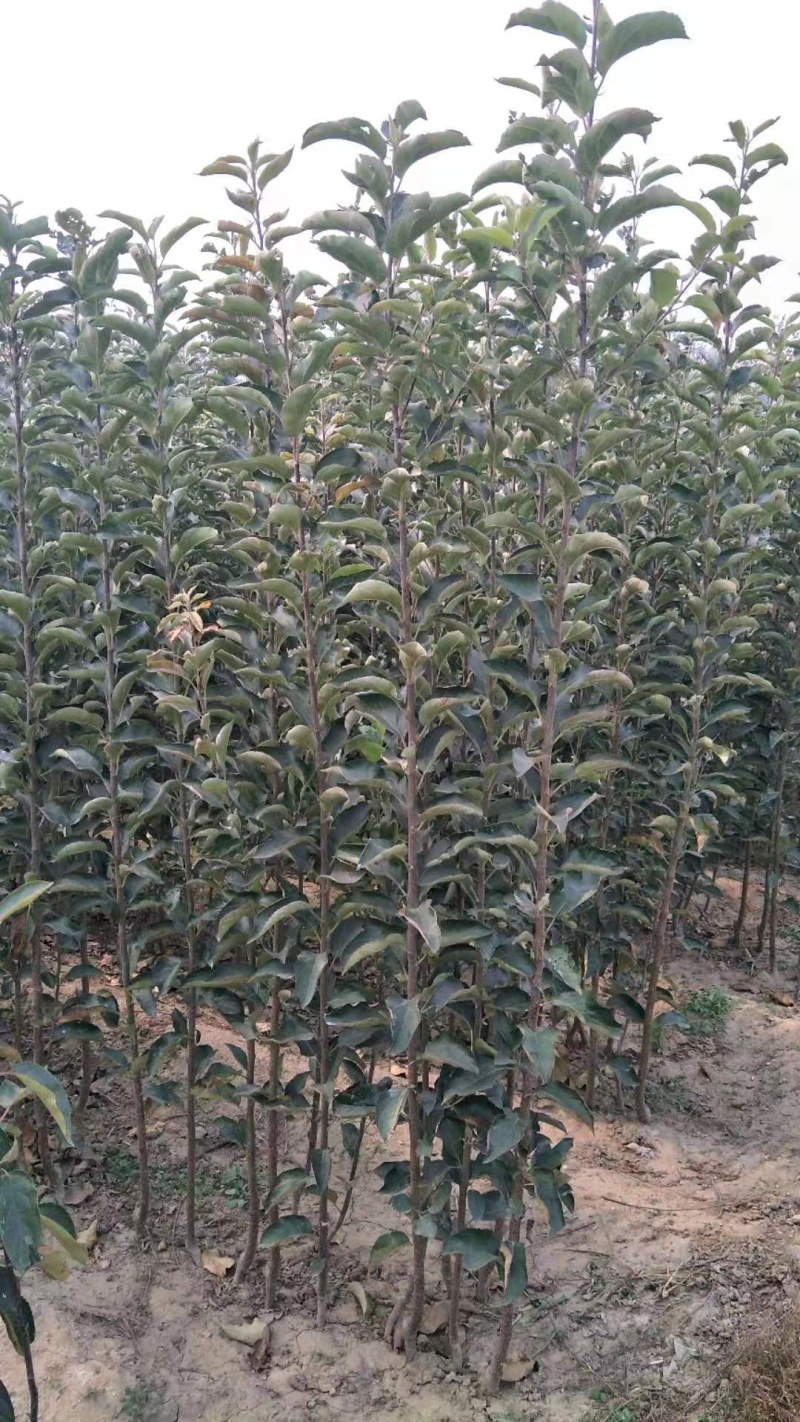 富士苹果树，品种苹果树