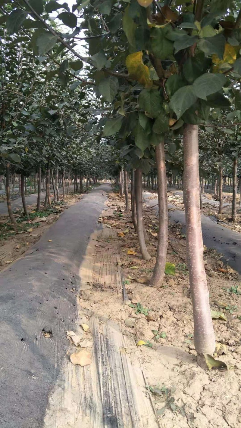 富士苹果树，品种苹果树