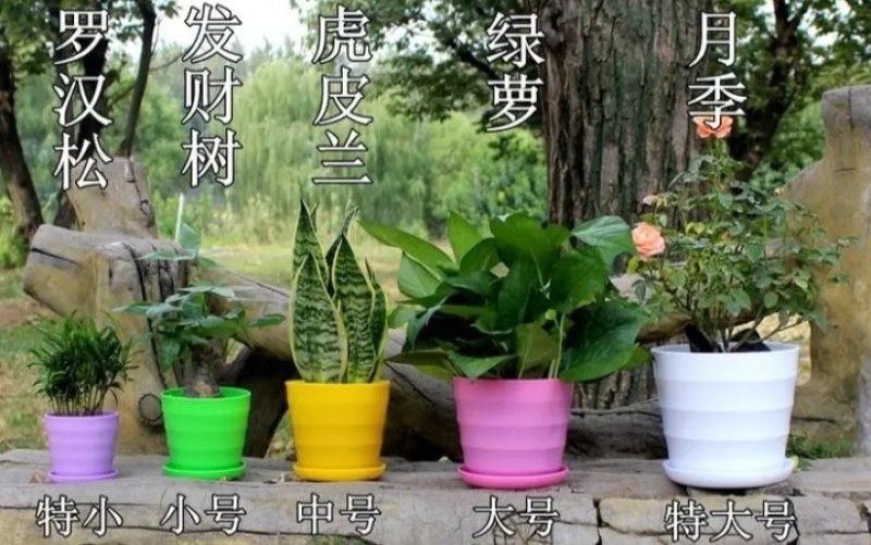 花盆仿陶花盆【横纹】多肉花盆绿植盆【送带托盘发货】