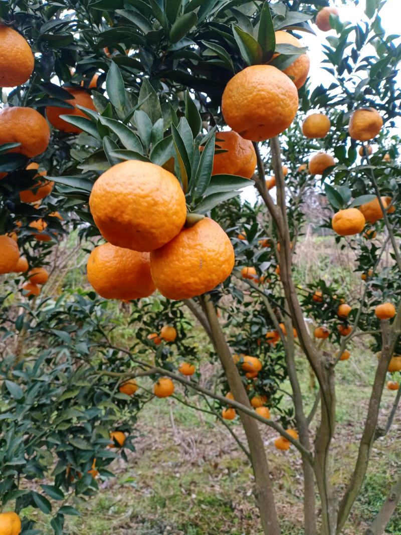 椪柑，正宗四川金沙江边