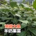 华俄航育1号纯甜大果-羊奶果树苗，用专业助您一举成功！