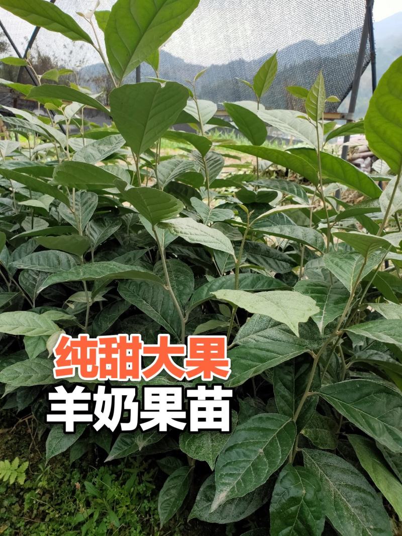 华俄航育1号纯甜大果-羊奶果树苗，用专业助您一举成功！