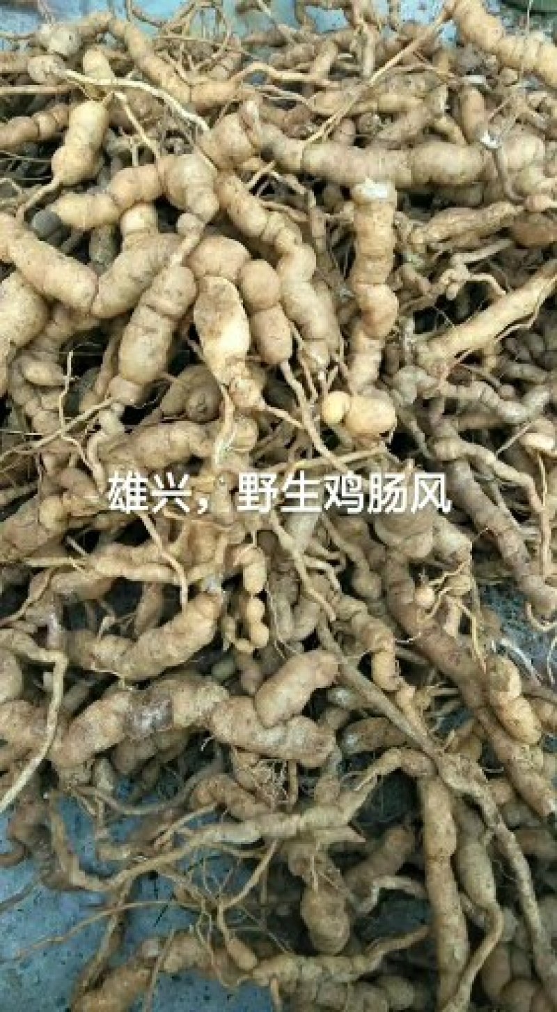 野生巴戟鸡肠风特等货保质保量诚信经营