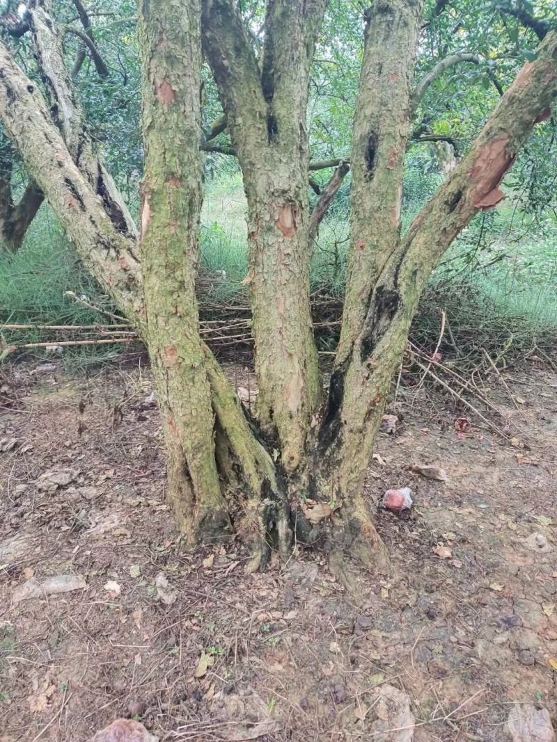 石榴树批发零售整车走，物流，快递都可以，真诚合作！