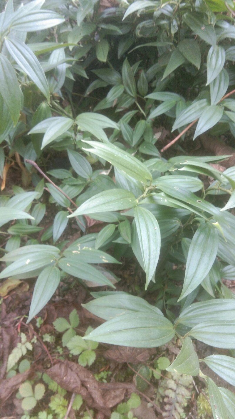 竹根七，纯野生，需要的客户请联系
