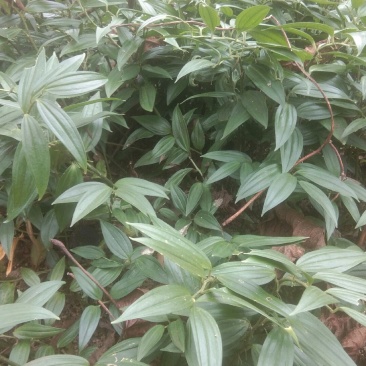 竹根七，纯野生，需要的客户请联系