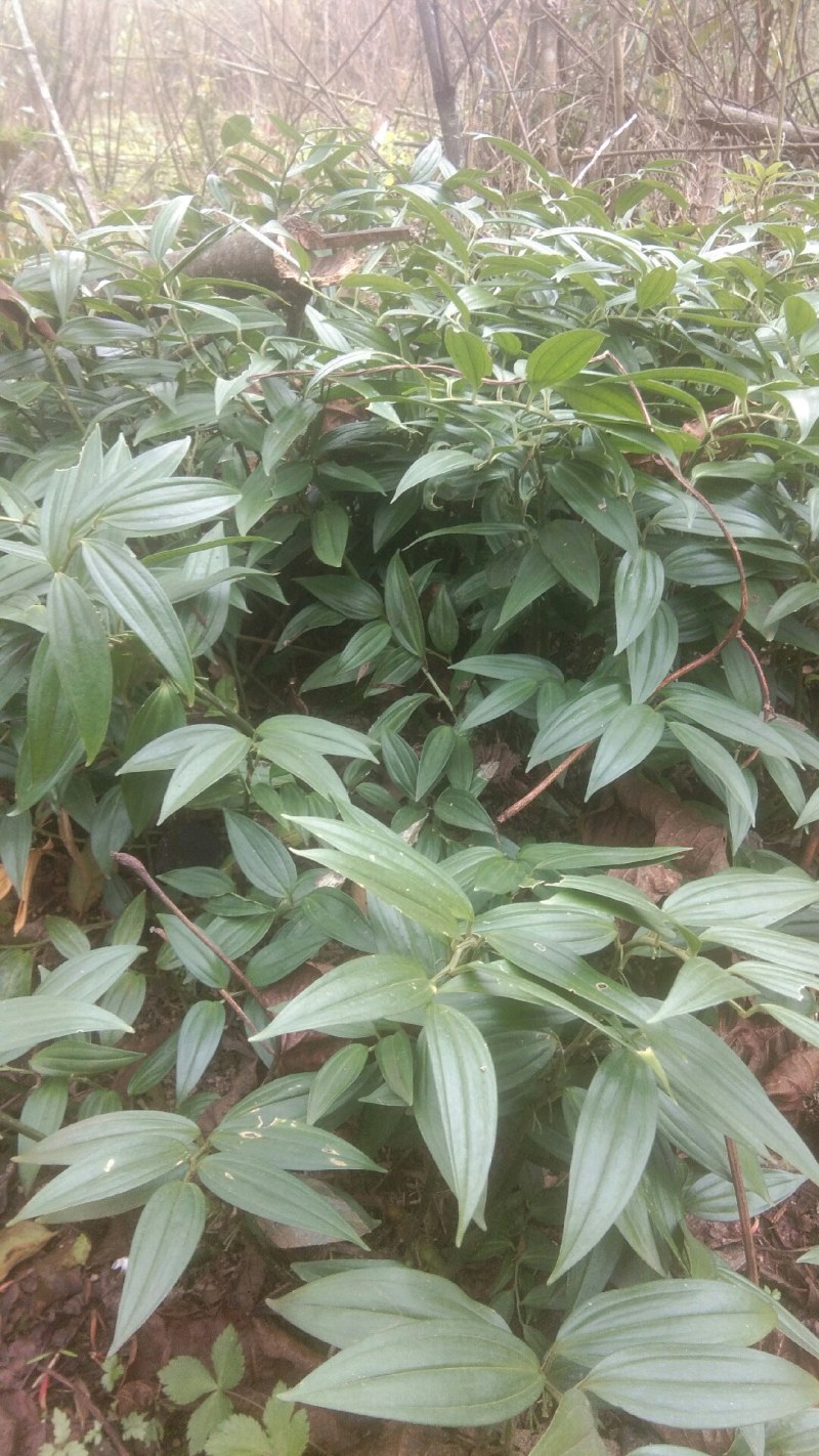 竹根七，纯野生，需要的客户请联系