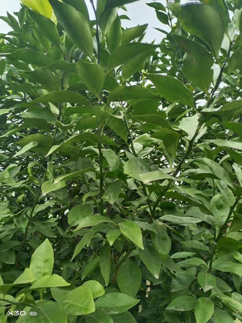 爱沙，华美1号，枝条，穗条，母本园直供，包邮发货