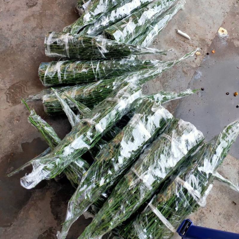 爱沙，华美1号，枝条，穗条，母本园直供，包邮发货