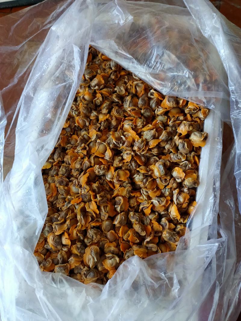 赤贝肉毛蚬肉原汁毛蚶肉东港当地鲜货现加工支持线上线下交易