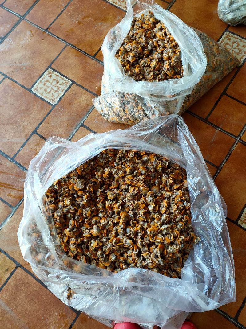 赤贝肉毛蚬肉原汁毛蚶肉东港当地鲜货现加工支持线上线下交易