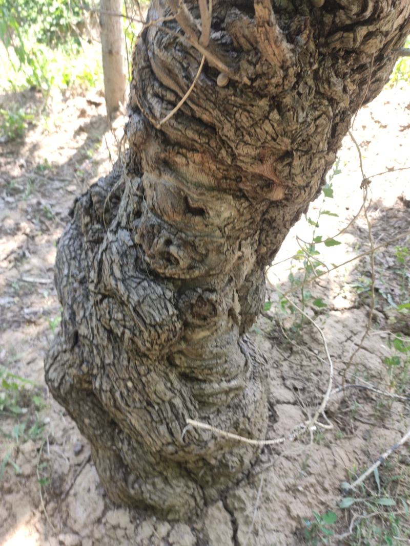 雷击枣木活体半成品都有