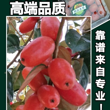 华俄航育1号纯甜大果-羊奶果树苗，用专业助您一举成功！