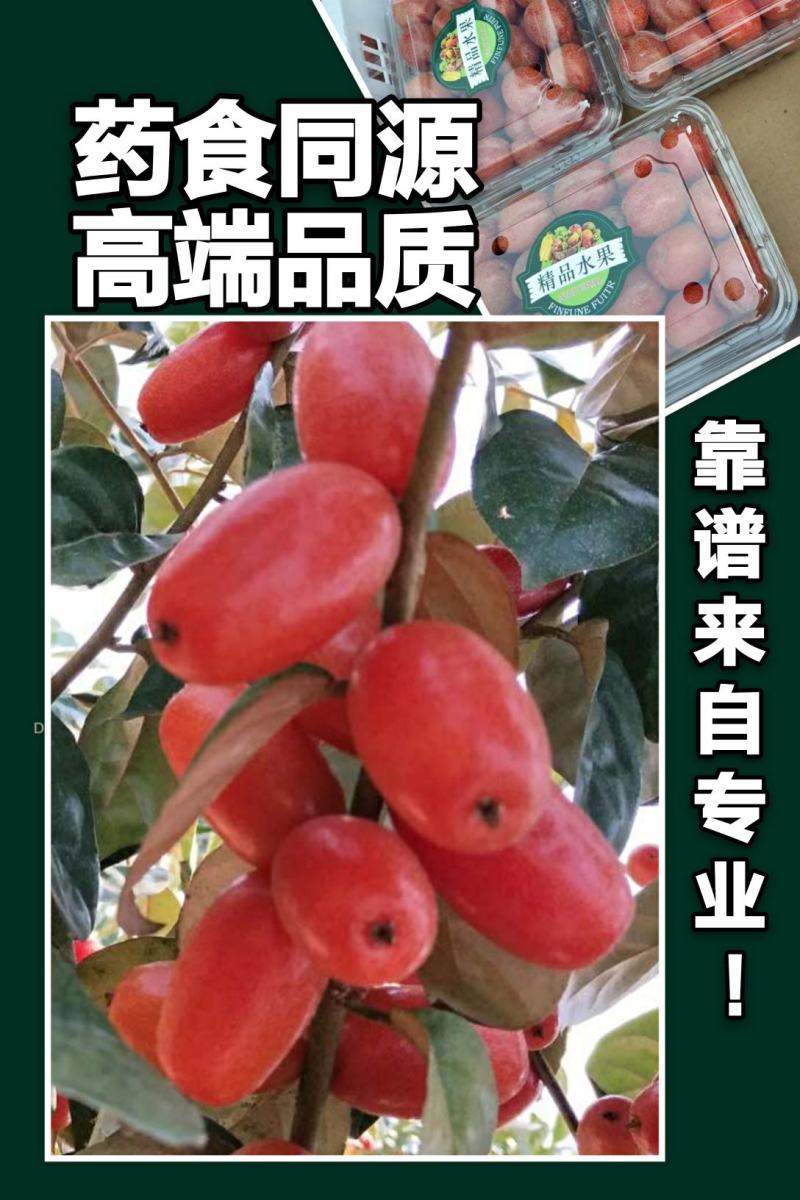 华俄航育1号纯甜大果-羊奶果树苗，用专业助您一举成功！
