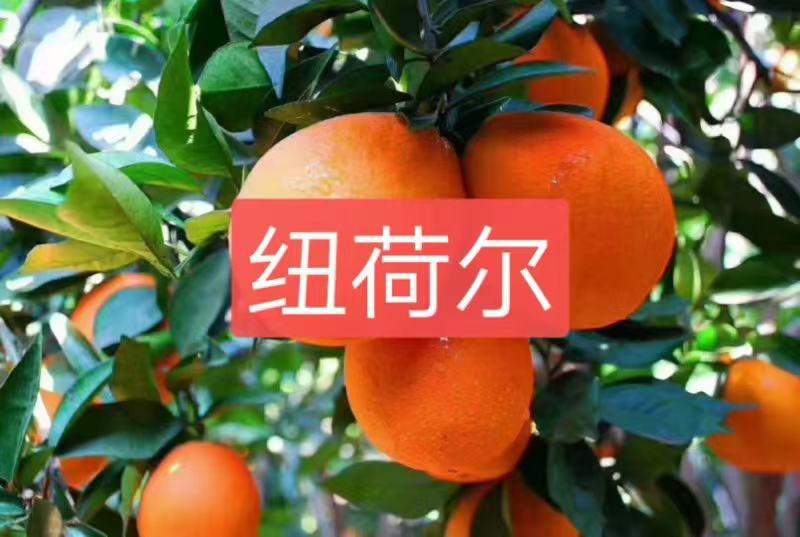 甜橙橙子自家果园，保质保量，货源充足，一手货源