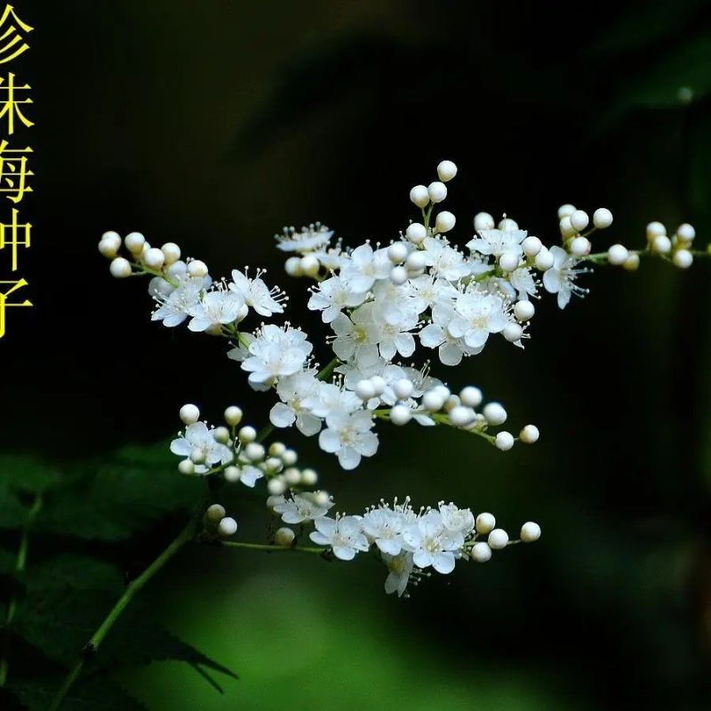 夏日开花绿篱灌木花期长种珍珠梅种子山高粱条子高楷子八本条