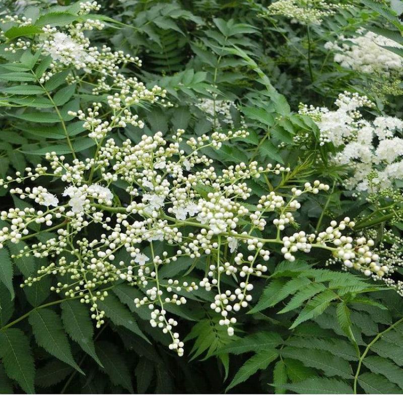 夏日开花绿篱灌木花期长种珍珠梅种子山高粱条子高楷子八本条