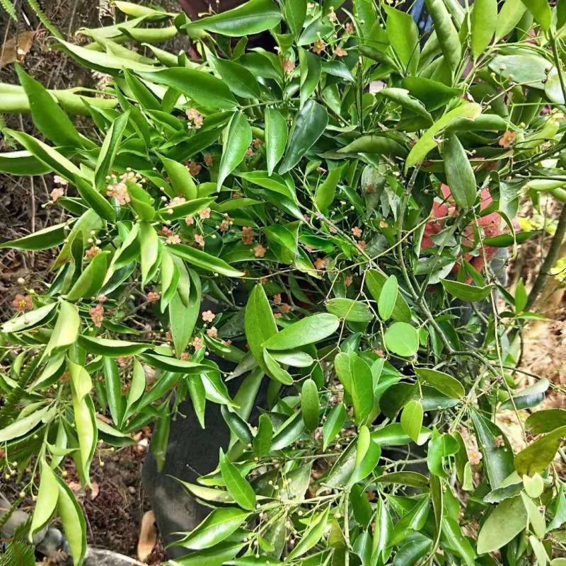 黄皮杜仲根野生杜仲根杜仲（新鲜、下单去采）