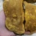 包邮西藏金边桑树桑黄（桑黄灵芝）纯野生