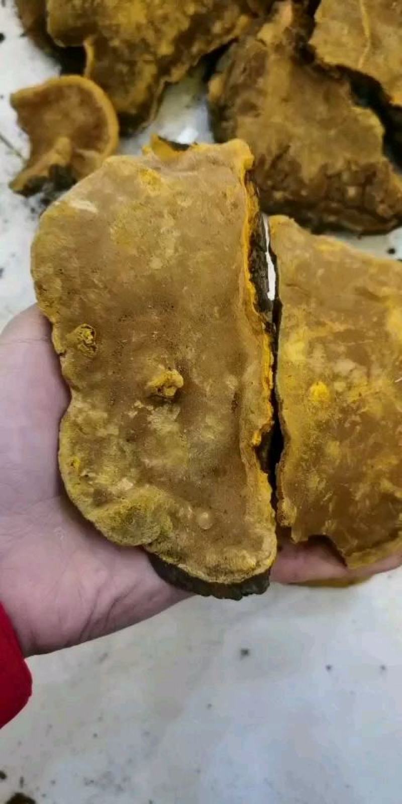 包邮西藏金边桑树桑黄（桑黄灵芝）纯野生