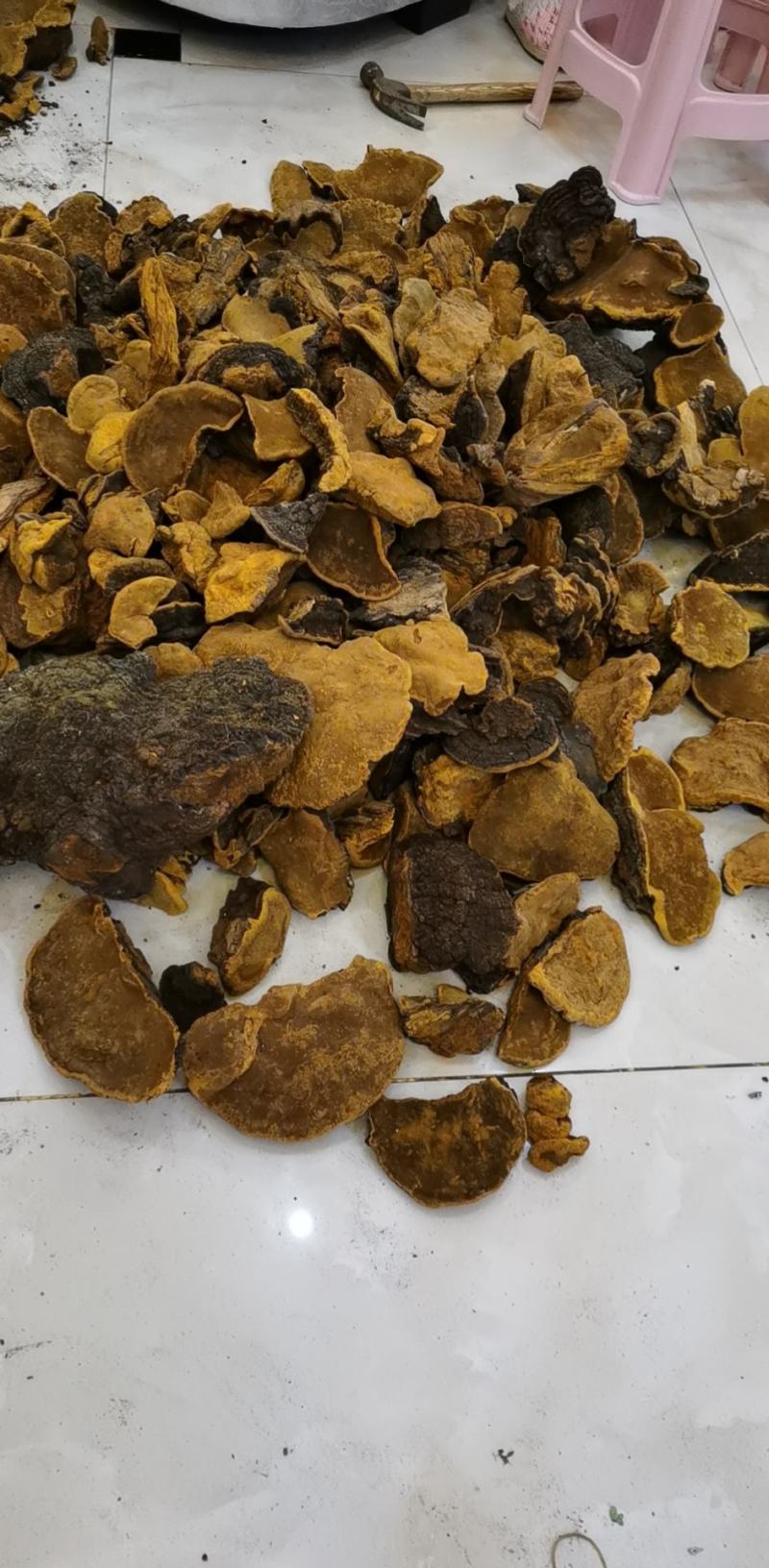 包邮西藏金边桑树桑黄（桑黄灵芝）纯野生